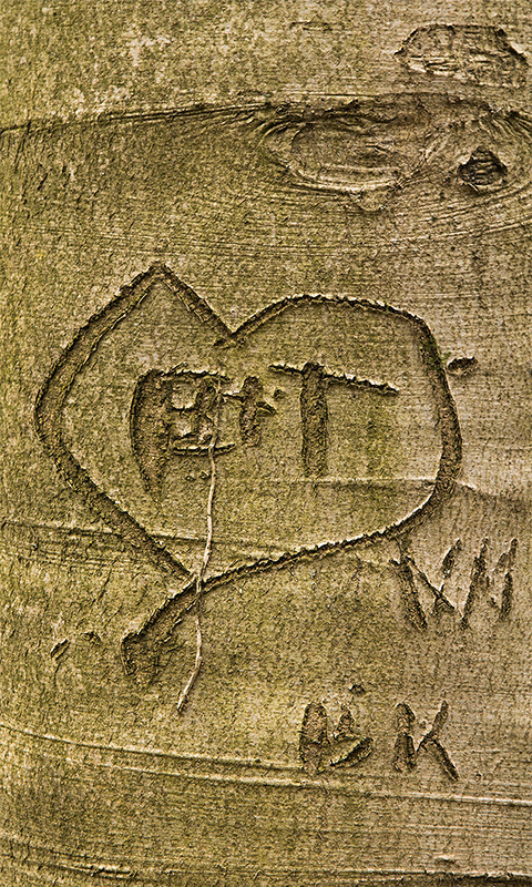 Rinde - Baum, Baumstamm.007