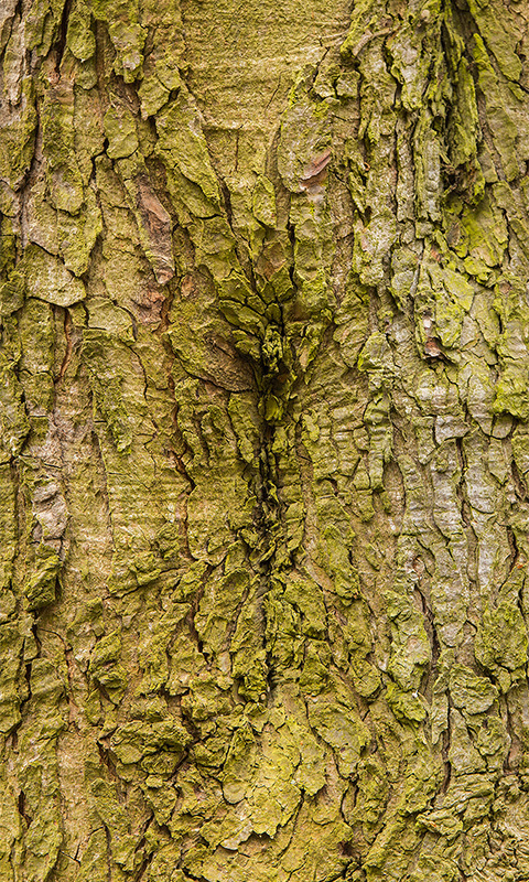 Rinde - Baum, Baumstamm.010