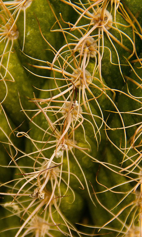 Kaktus.003