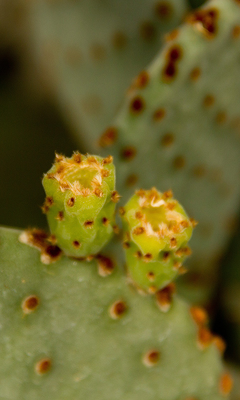 Kaktus.004