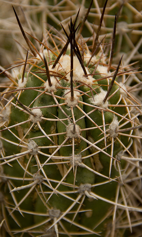 Kaktus.008
