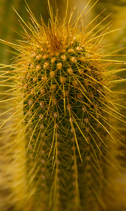 Kaktus.009