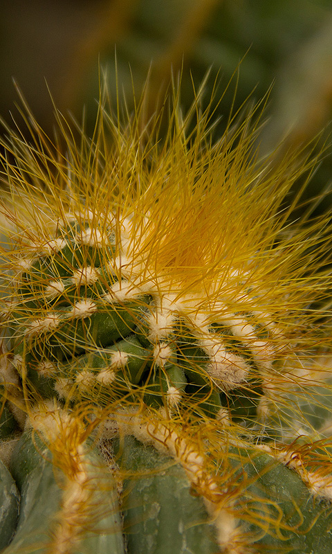 Kaktus.014