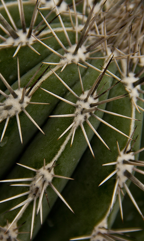 Kaktus.015