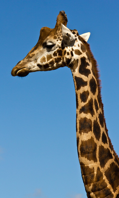 Handy Hintergrundbild: Giraffe