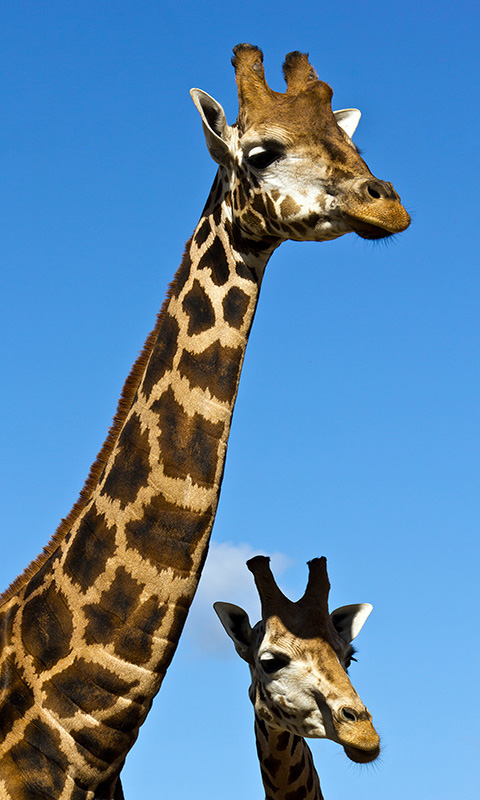 Handy Hintergrundbild: Giraffe