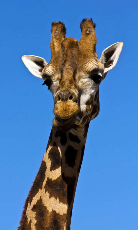 Handy Hintergrundbild: Giraffe