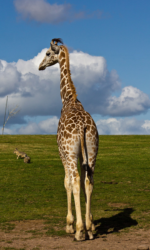 Handy Hintergrundbild: Giraffe