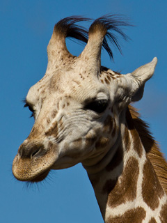 Giraffe