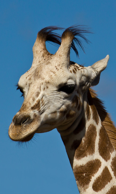 Handy Hintergrundbild: Giraffe