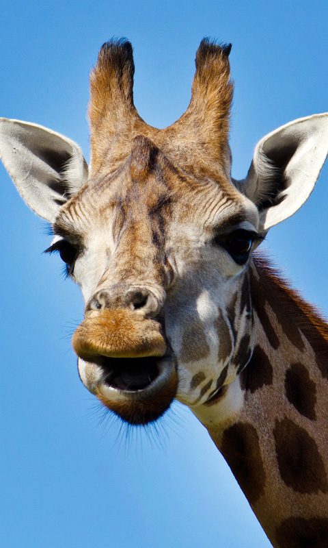 Handy Hintergrundbild: Giraffe