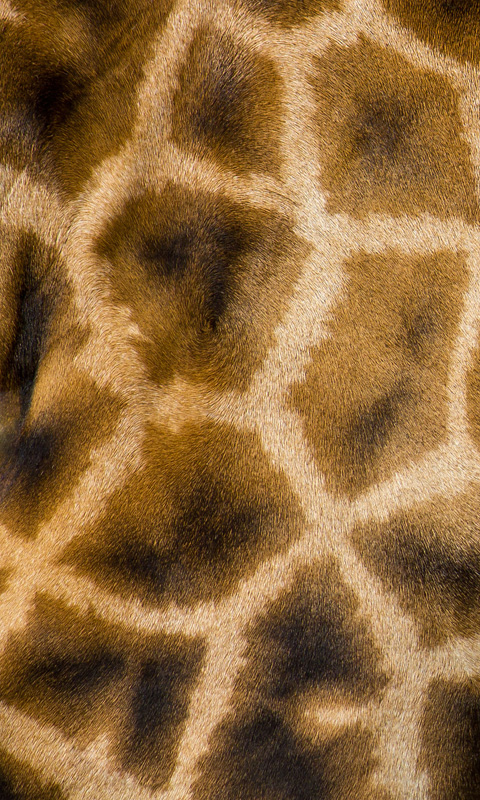 Handy Hintergrundbild: Giraffe