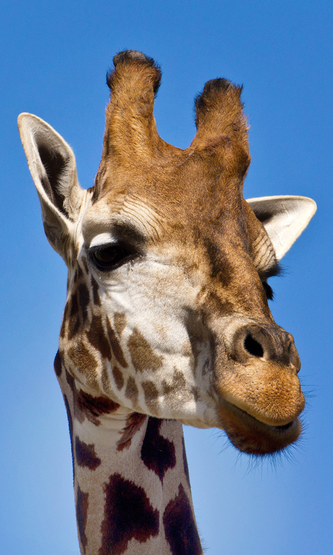 Handy Hintergrundbild: Giraffe