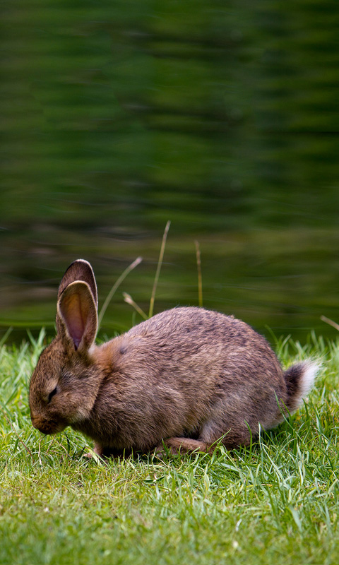 Handy Hintergrundbild: Hase, Kaninchen