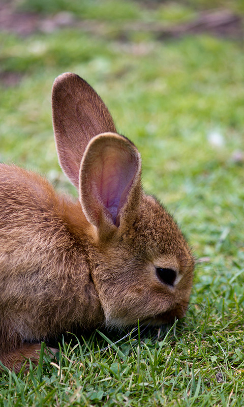 Handy Hintergrundbild: Hase, Kaninchen