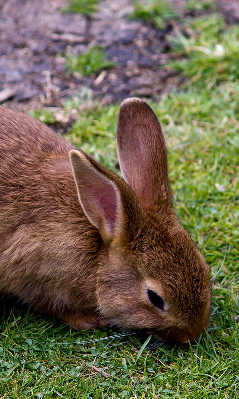 Handy Hintergrundbild: Hase, Kaninchen