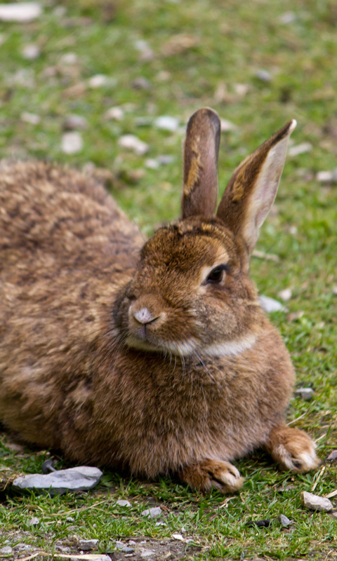 Handy Hintergrundbild: Hase, Kaninchen