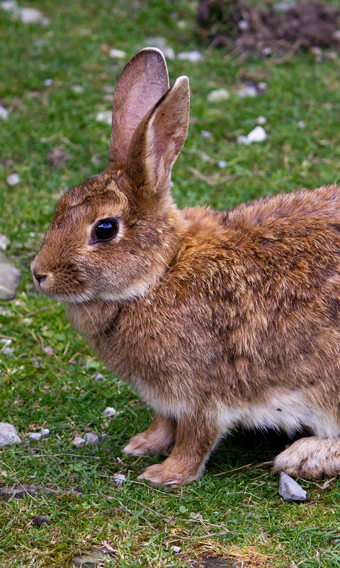 Handy Hintergrundbild: Hase, Kaninchen