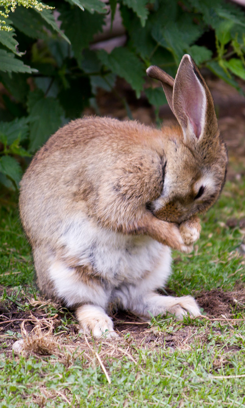 Handy Hintergrundbild: Hase, Kaninchen