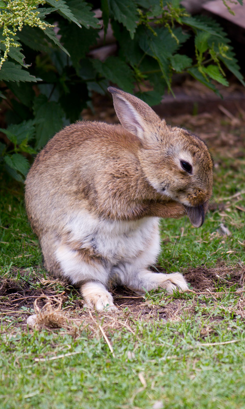 Handy Hintergrundbild: Hase, Kaninchen