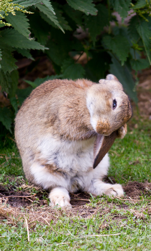 Handy Hintergrundbild: Hase, Kaninchen