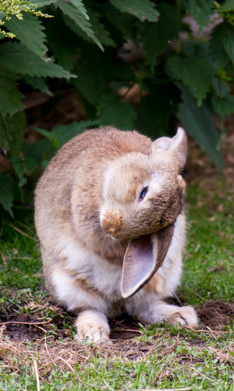 Handy Hintergrundbild: Hase, Kaninchen