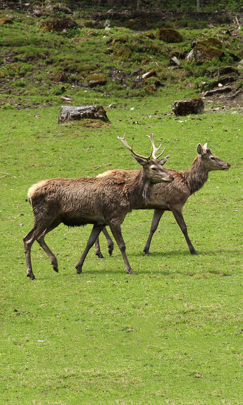 Hirsch.009