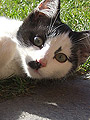 Katze.104