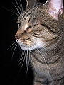 Katze.107