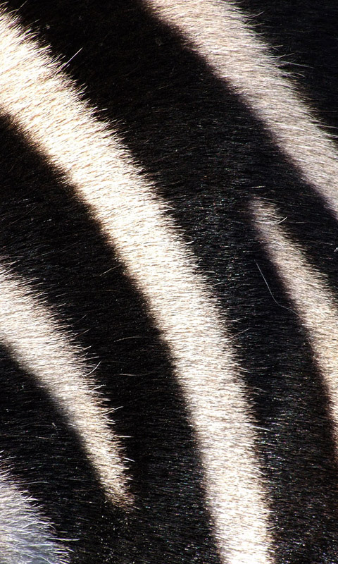 Zebra #001