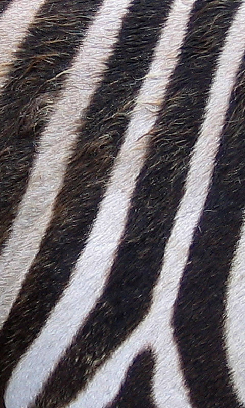 Zebrastreifen