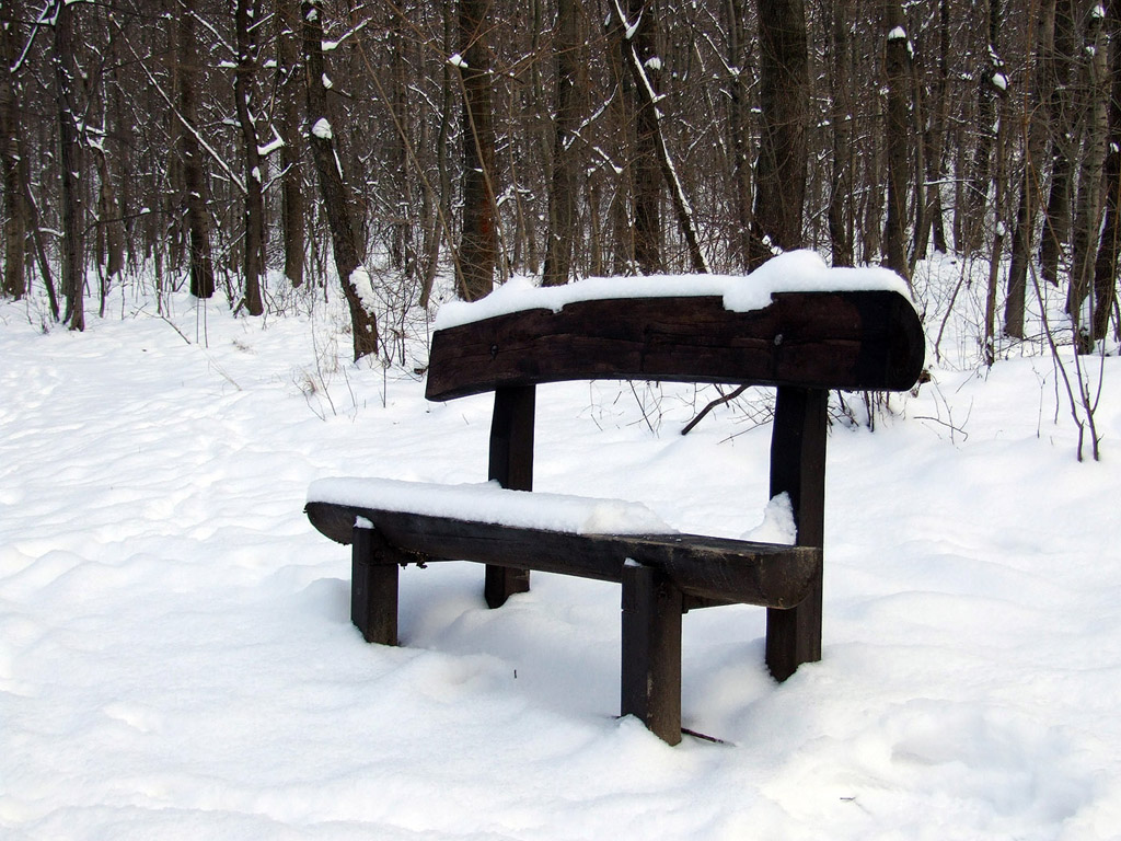Sitzbank im Winterwald, schneebedeckt - Hintergrundbild kostenlos