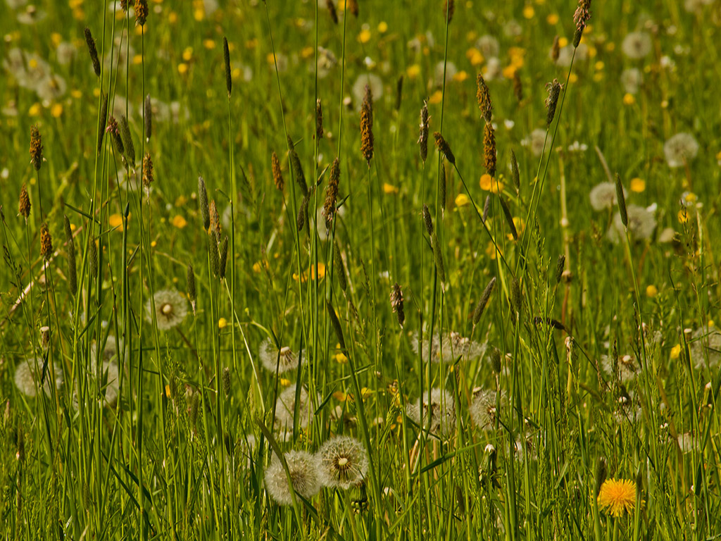 Blumenwiese - Frühling