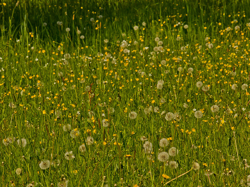 Blumenwiese - Frühling