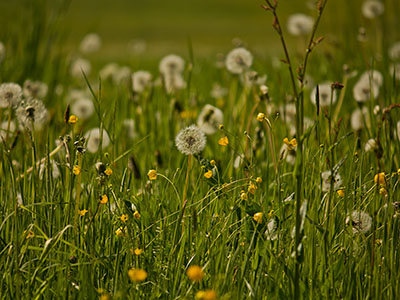 Blumenwiese - Frühling