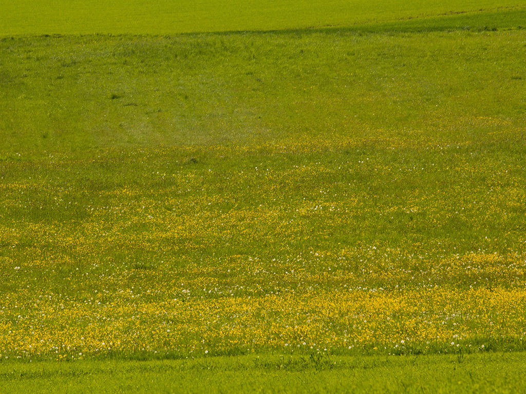 Blumenwiese - Frühling