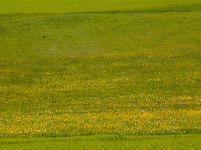 Blumenwiese - Frühling