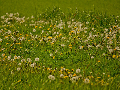 Blumenwiese - Frühling