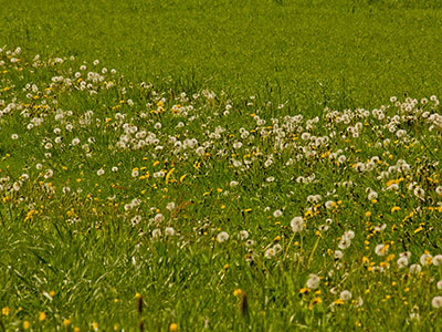 Blumenwiese - Frühling