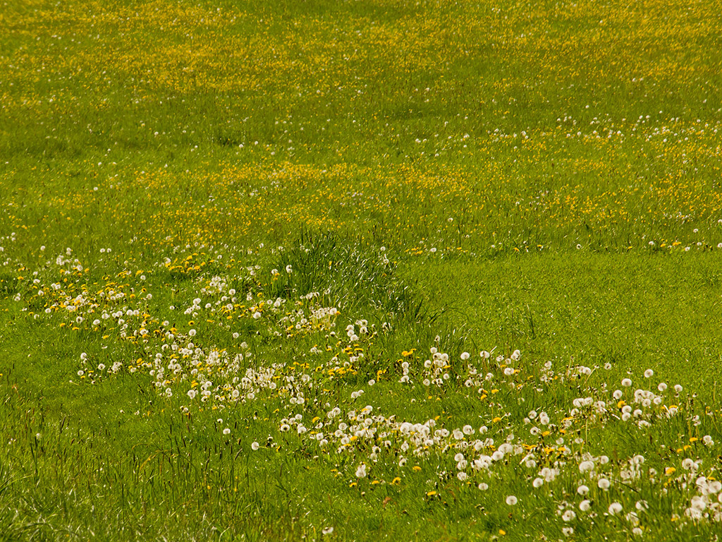 Blumenwiese - Frühling