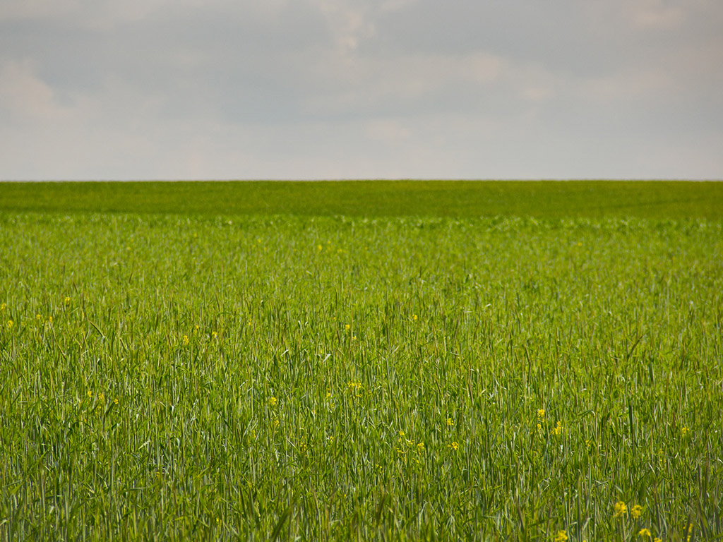 Blumenwiese - Frühling