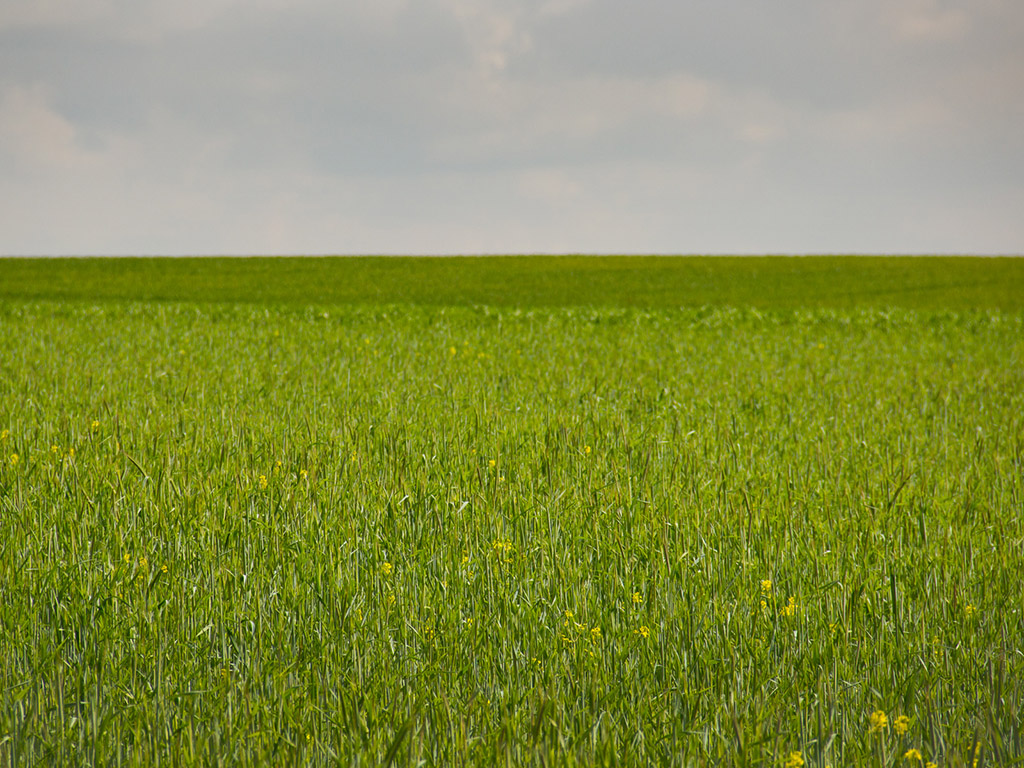 Blumenwiese - Frühling