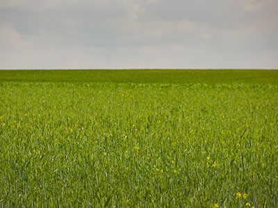 Blumenwiese - Frühling