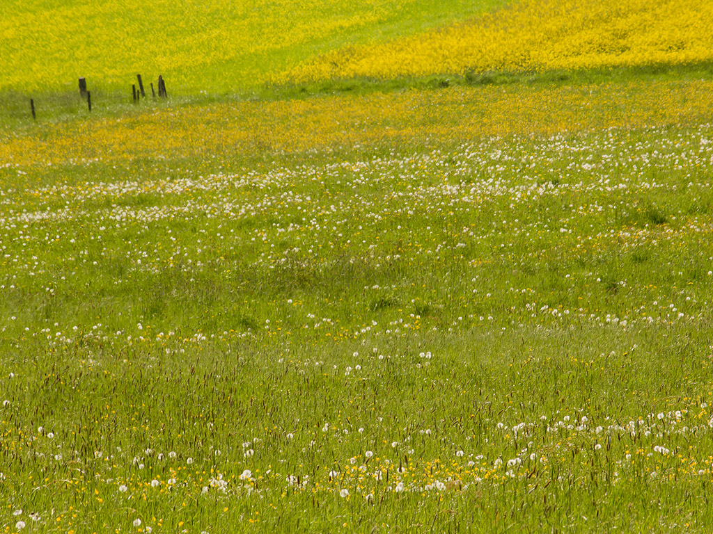 Blumenwiese - Frühling