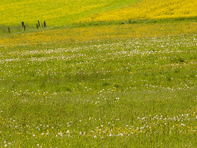 Blumenwiese - Frühling