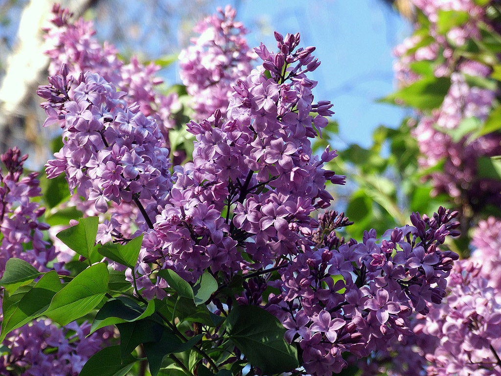 Lila Flieder, Frühling, blauer Himmel, Blume