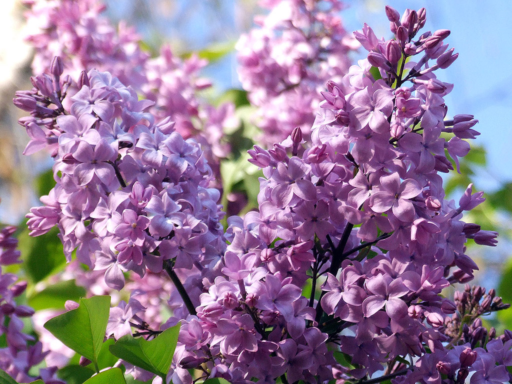 Lila Flieder, Frühling, blauer Himmel, Blume