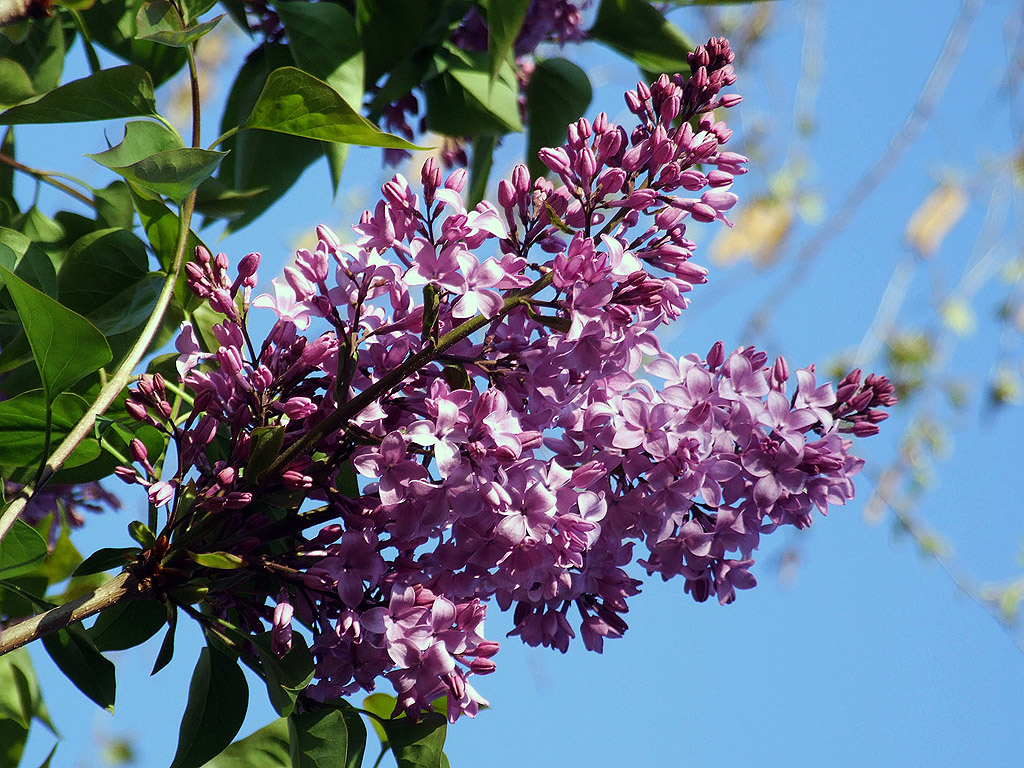 Lila Flieder, Frühling, blauer Himmel, Blume