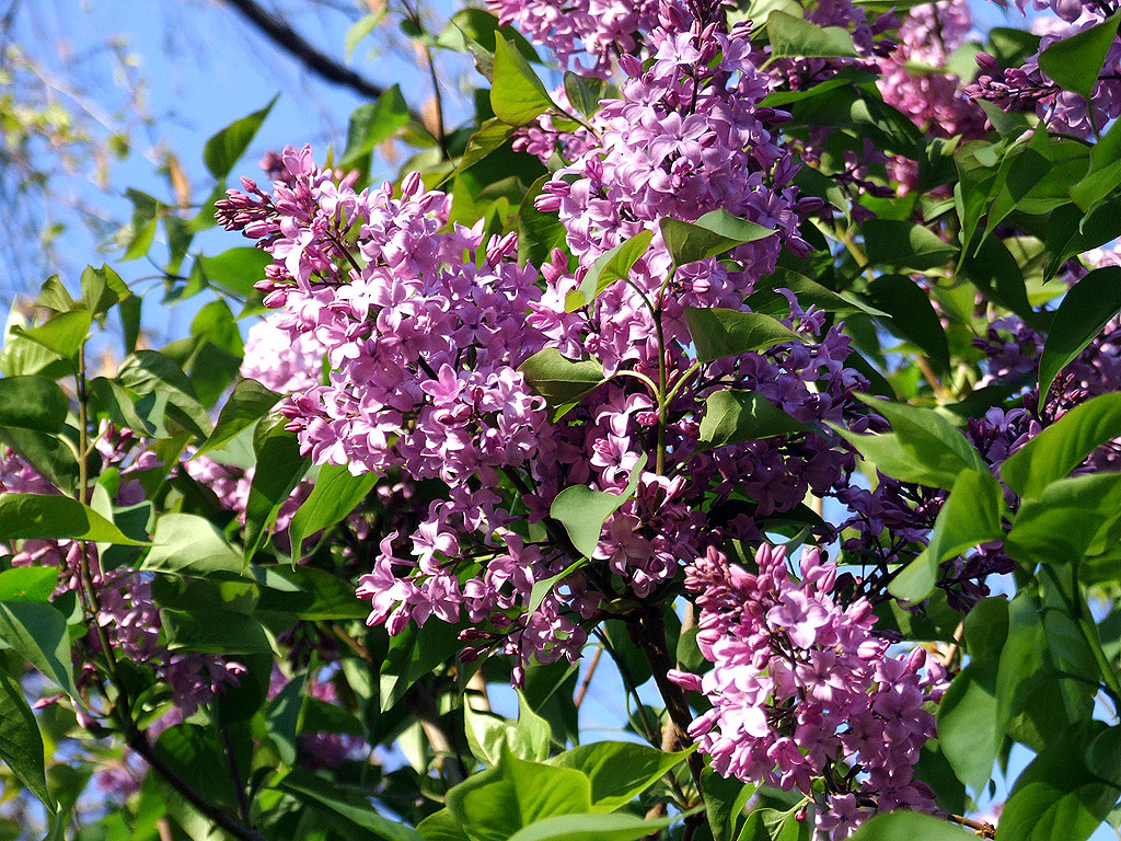 Lila Flieder, Frühling, blauer Himmel, Blume