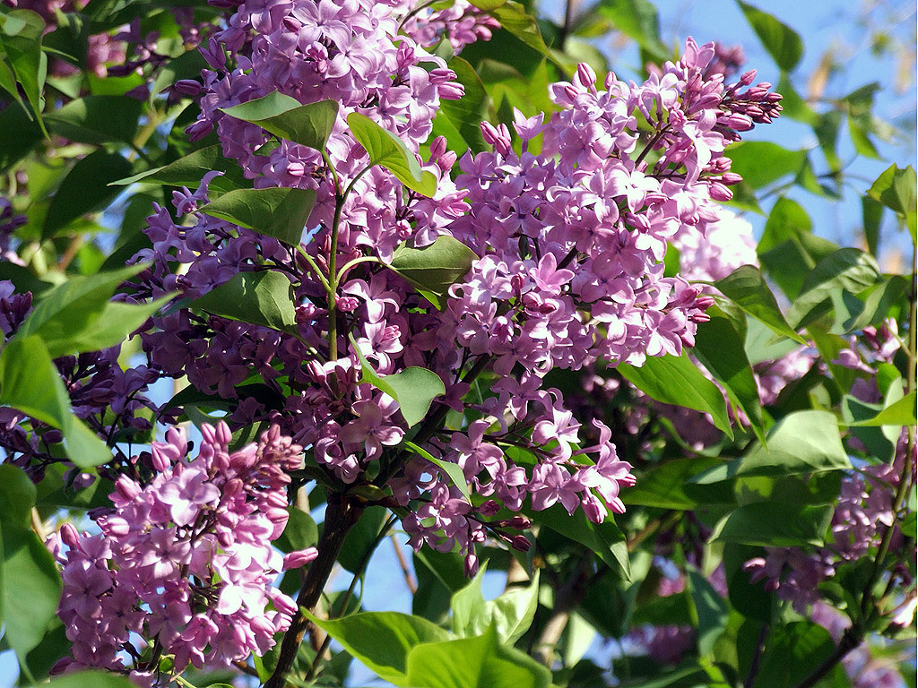 Lila Flieder, Frühling, blauer Himmel, Blume